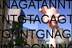 ATGTNNNG TCTATGTNNNGATCTATGTNNNGA
TCTATGTNNNGATCTATGTNNNGATCTATGTNNNGATCTATGTNNNGA