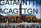 ATGTNNNGATCTATGTNNTGGGGGGTTGGGGtGGTTTCTATGTNNNGA