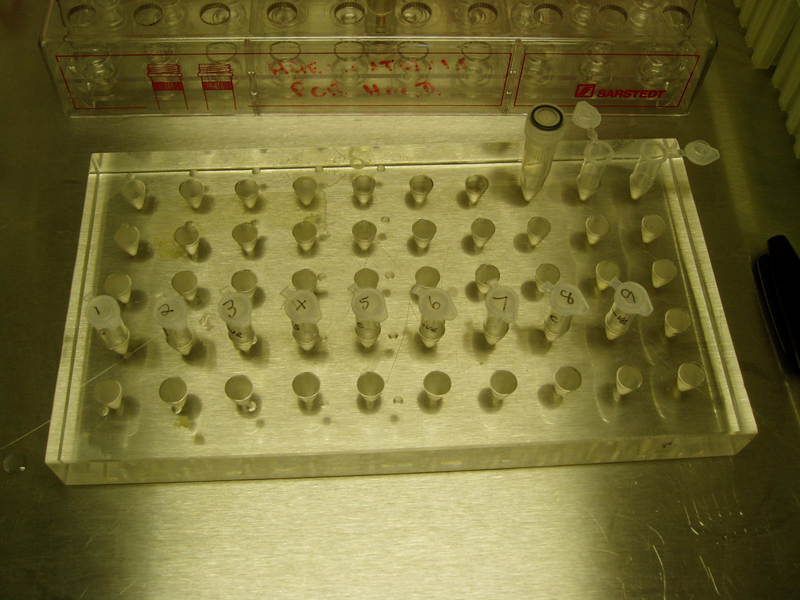 Stanza DNA sequencing 2003 used for art experiment.