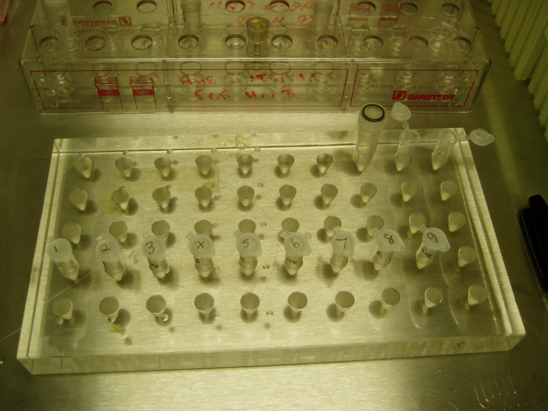 Stanza DNA sequencing 2003 used for art experiment.