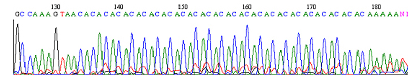 My DNA from part of DNA string of 3.3 letters. 